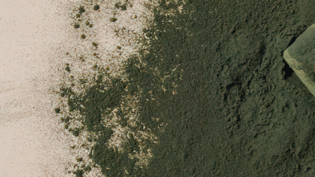 Spiruline et cholestérol : effets et bienfaits prouvés