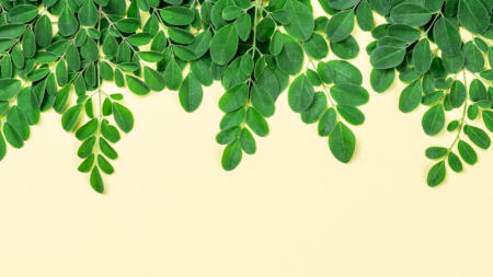 Les bienfaits du moringa pour votre santé